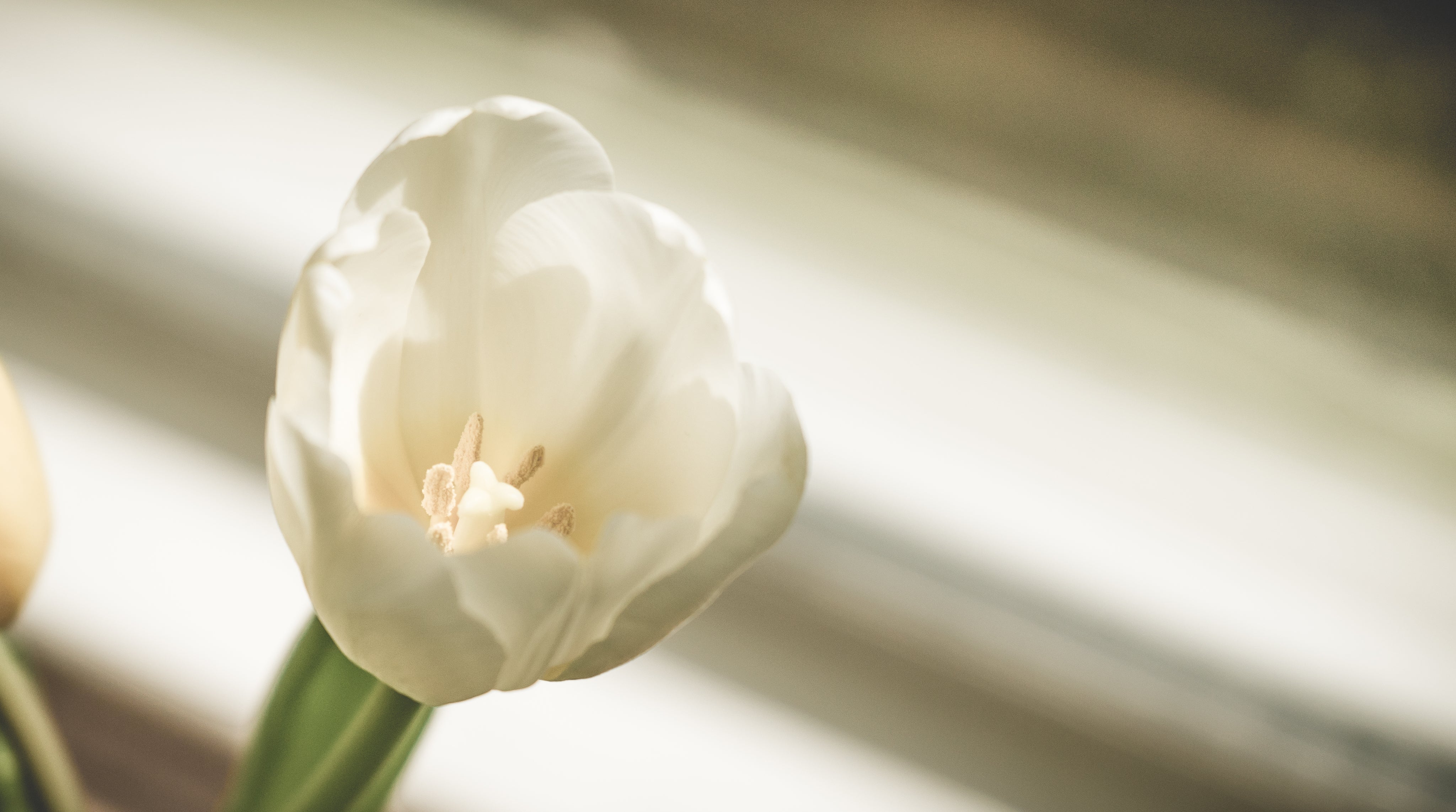 single-white-tulip.jpg